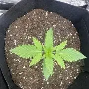 MENDO FROST AUTO