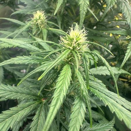 GORILLA Z (Esquerda) Priscila