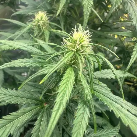 GORILLA Z (Esquerda) Priscila