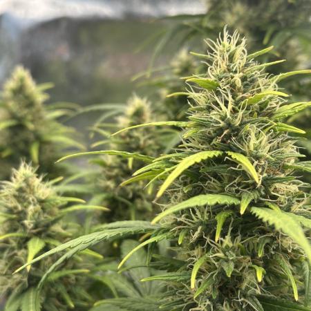 GORILLA Z (Esquerda) Priscila