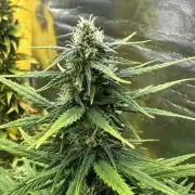 GORILLA Z (Direita) Yolanda