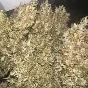 STRAWBERRY GORILLA AUTO