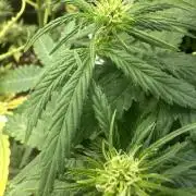 GORILLA Z Inside the tent