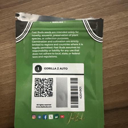 GORILLA Z Inside the tent