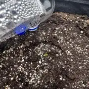 GUAVA AUTO (Blue) Maria Joana