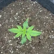 GUAVA AUTO (Outside tent) Becky