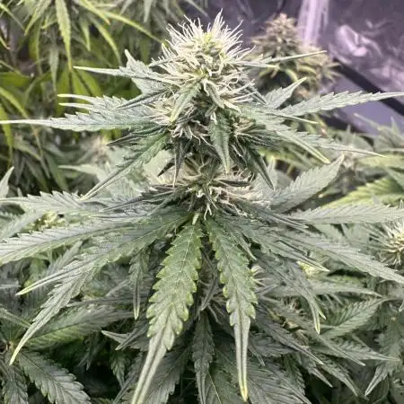 STRAWBERRY GORILLA AUTO