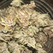 GUAVA AUTO - Becky