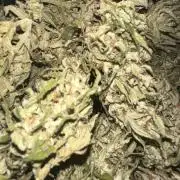 ORANGE SHERBERT AUTO