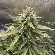 STRAWBERRY GORILLA AUTO