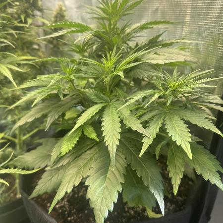 GORILLA Z Inside the tent