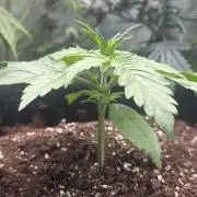 GORILLA Z Inside the tent