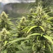 GORILLA Z (Esquerda) Priscila