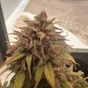 GORILLA COOKIES AUTO