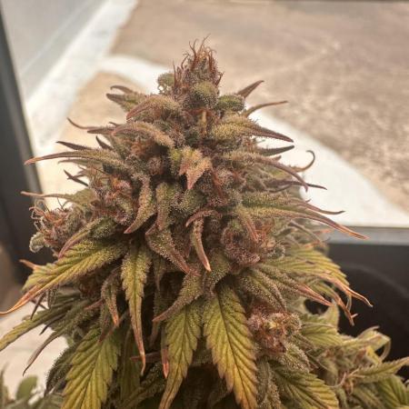 GORILLA COOKIES AUTO