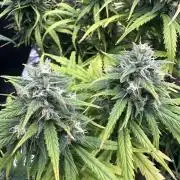 GORILLA Z (Direita) Yolanda