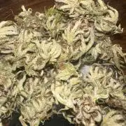 GUAVA AUTO (Blue) Maria Joana