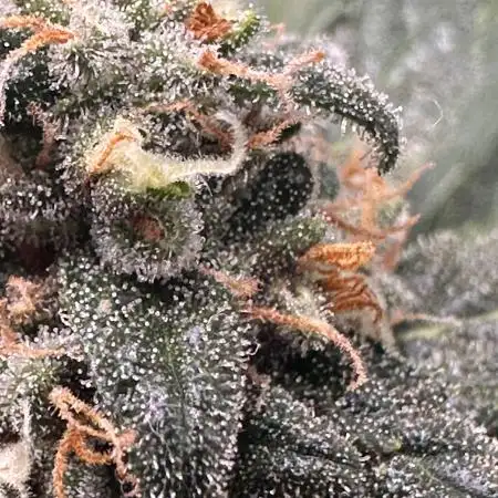 Banana purple punch auto
