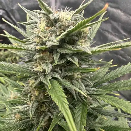 ORANGE SHERBERT AUTO