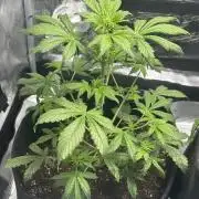 GUAVA AUTO (Outside tent) Becky