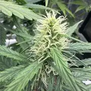 GORILLA ZKITTLEZ AUTO FAST BUDS