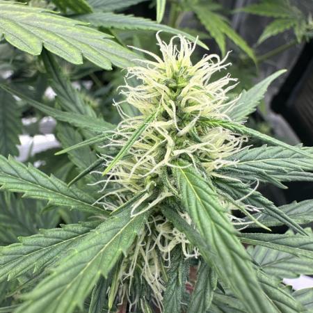 GORILLA ZKITTLEZ AUTO FAST BUDS