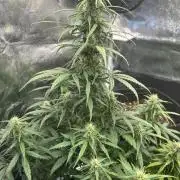 GORILLA Z (Esquerda) Priscila