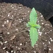 LEMON CHERRY SUNDAE AUTO
