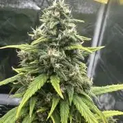 GORILLA Z (Direita) Yolanda