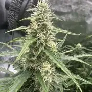 GORILLA ZKITTLEZ AUTO FAST BUDS