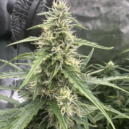 GORILLA ZKITTLEZ AUTO FAST BUDS