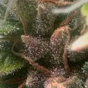 GORILLA ZKITTLEZ AUTO Tiana e Marcela