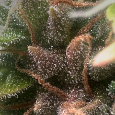 GORILLA ZKITTLEZ AUTO Tiana e Marcela