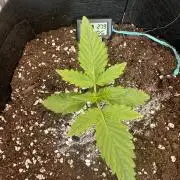 GUAVA RUNTZ AUTO