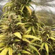 GORILLA Z (Esquerda) Priscila