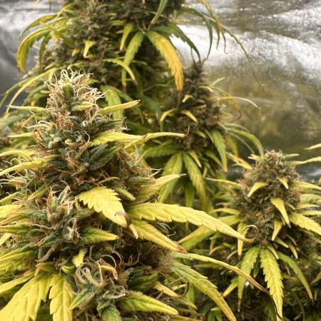 GORILLA Z (Esquerda) Priscila