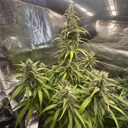 GELATO AUTO