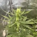 GORILLA ZKITTLEZ AUTO FAST BUDS