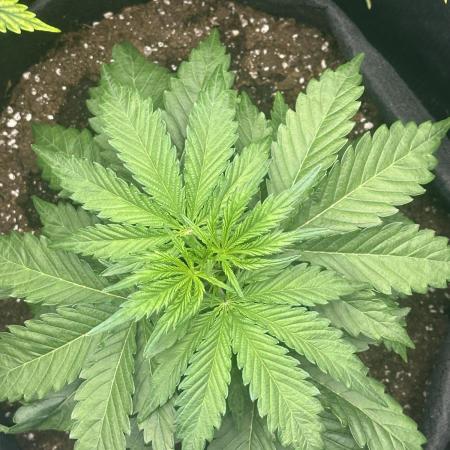 GORILLA Z Inside the tent