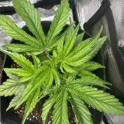 GUAVA AUTO (Blue) Maria Joana