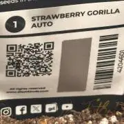 STRAWBERRY GORILLA AUTO