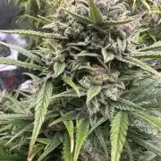 ORANGE SHERBERT AUTO