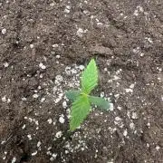 GUAVA AUTO (Outside tent) Becky