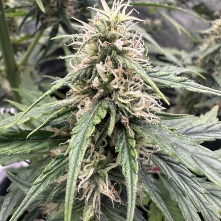 GORILLA ZKITTLEZ AUTO FAST BUDS