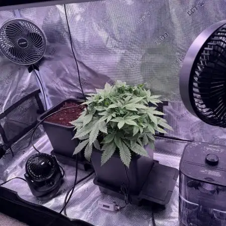 Lemon Cherry Cookies Auto