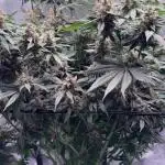 Lemon Cherry Cookies Auto