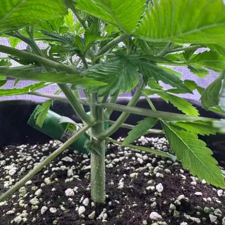 Lemon Cherry Cookies Auto