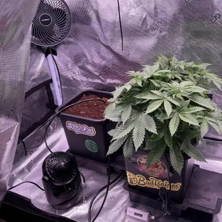 Lemon Cherry Cookies Auto
