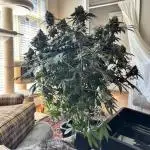 Lemon Cherry Cookies Auto