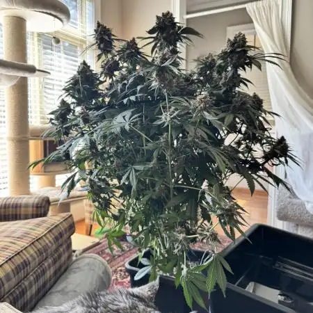 Lemon Cherry Cookies Auto